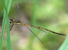 Slender Spreadwing
